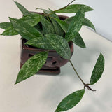 Hoya Splash 4” Grow Pot - Hoya Pubicalyx Silver Splash - Trailing Houseplant - Fast Growing - Live Indoor Gift Plant - Vining Plant