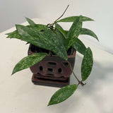 Hoya Splash 4” Grow Pot - Hoya Pubicalyx Silver Splash - Trailing Houseplant - Fast Growing - Live Indoor Gift Plant - Vining Plant