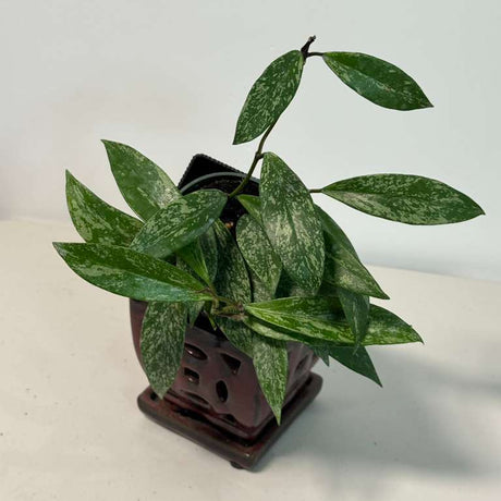 Hoya Splash 4” Grow Pot - Hoya Pubicalyx Silver Splash - Trailing Houseplant - Fast Growing - Live Indoor Gift Plant - Vining Plant