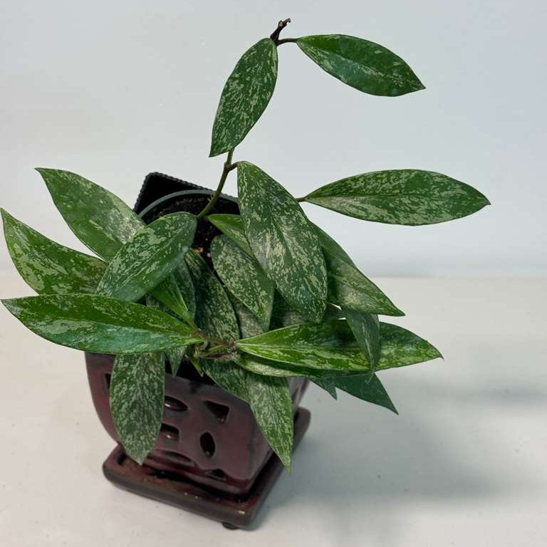 Hoya Splash 4” Grow Pot - Hoya Pubicalyx Silver Splash - Trailing Houseplant - Fast Growing - Live Indoor Gift Plant - Vining Plant