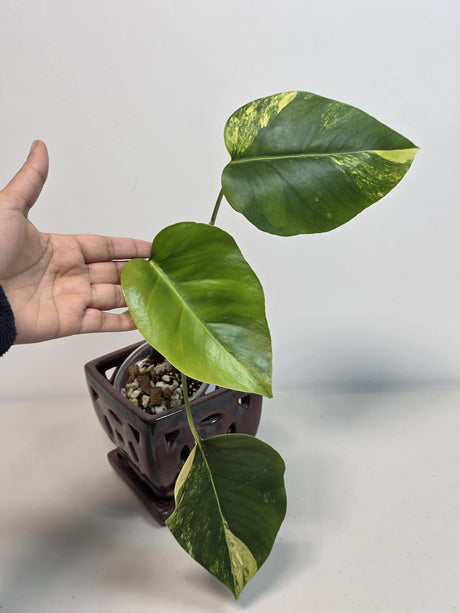 Monstera Aurea Variegated Borsigiana in a Nursery Pot - Monstera Marmota Single Leaf Exact Plant - US Seller