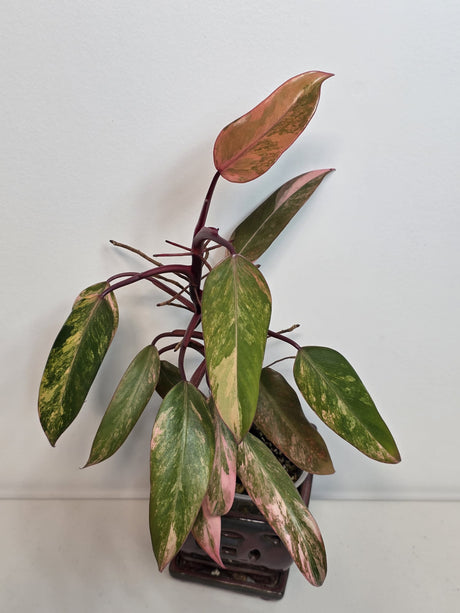 Variegated Philodendron Strawberry Shake - Rare Variegated Strawberry Collector Plant - Exact Same Plant - US Seller
