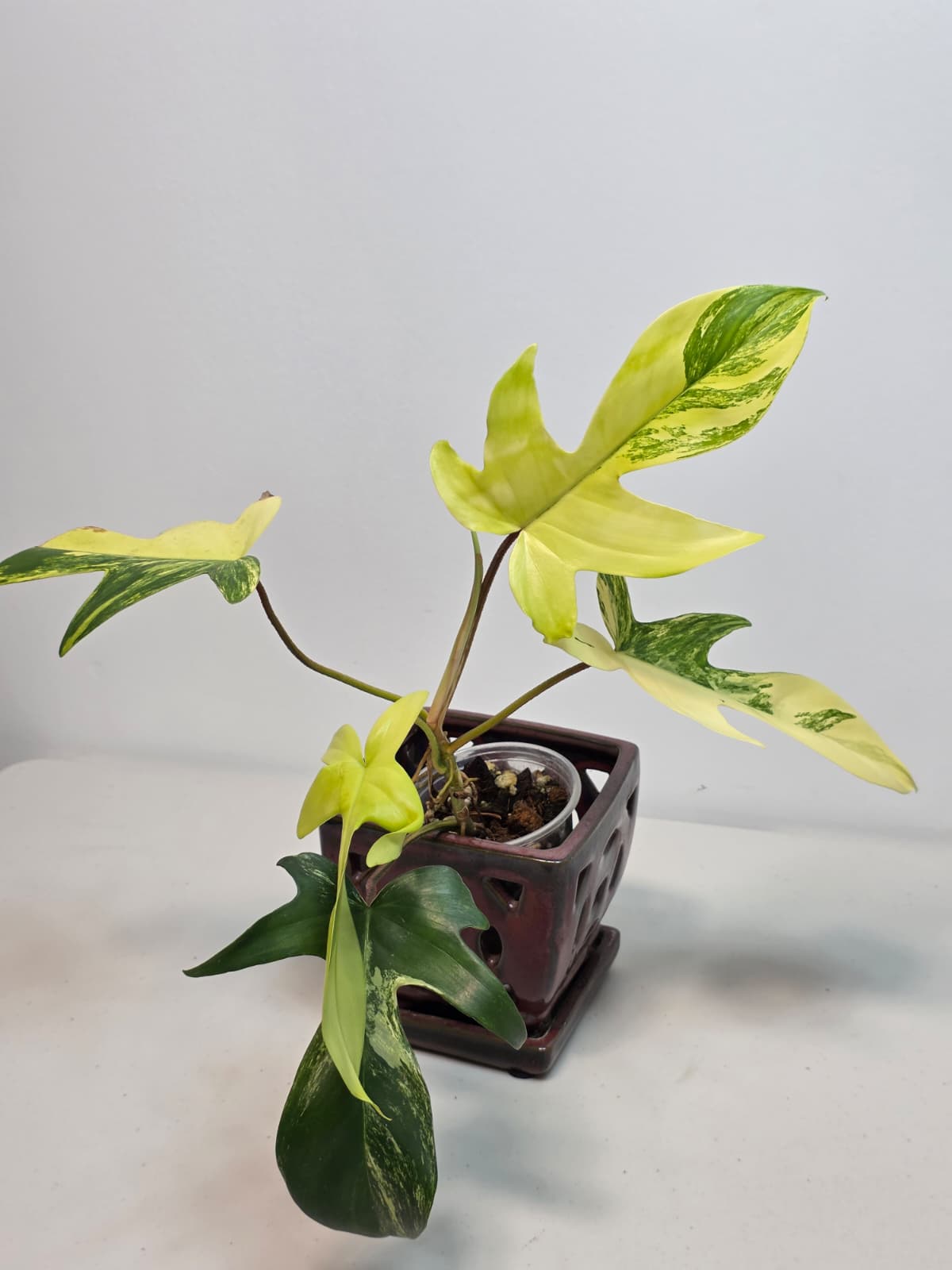 Variegated Philodendron Florida Beauty in a Nursery Pot - Extremely Rare Variegated Live Indoor Plant - Rare Collector Plant - US Seller