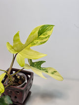 Variegated Philodendron Florida Beauty in a Nursery Pot - Extremely Rare Variegated Live Indoor Plant - Rare Collector Plant - US Seller