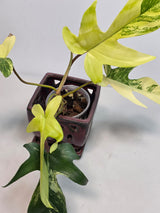 Variegated Philodendron Florida Beauty in a Nursery Pot - Extremely Rare Variegated Live Indoor Plant - Rare Collector Plant - US Seller