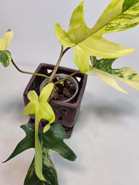 Variegated Philodendron Florida Beauty in a Nursery Pot - Extremely Rare Variegated Live Indoor Plant - Rare Collector Plant - US Seller