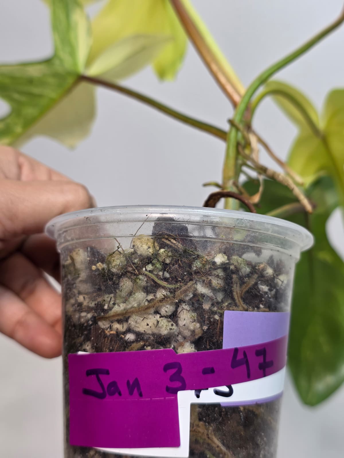 Variegated Philodendron Florida Beauty in a Nursery Pot - Extremely Rare Variegated Live Indoor Plant - Rare Collector Plant - US Seller