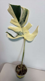 Variegated Monstera Albo EXACT Plant - Rare White Albo Baby Leaf Plant - US Seller