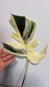 Variegated Monstera Albo EXACT Plant - Rare White Albo Baby Leaf Plant - US Seller