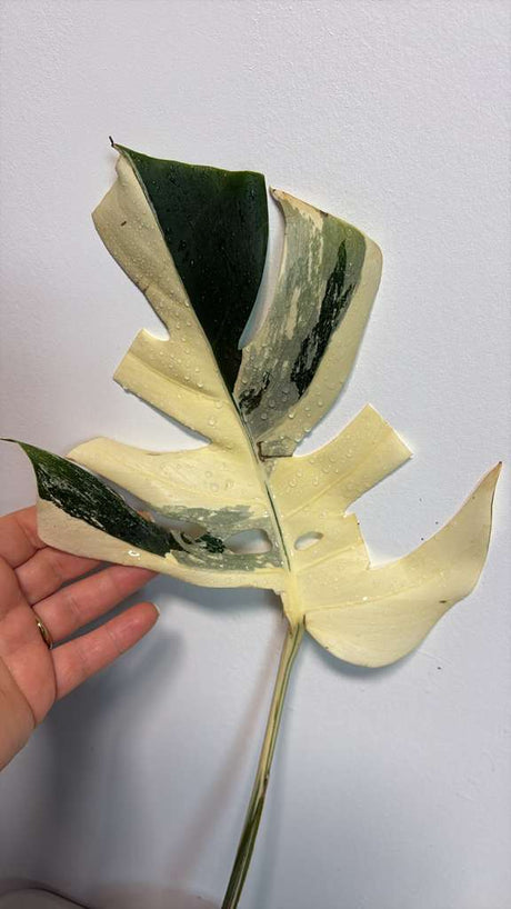 Variegated Monstera Albo EXACT Plant - Rare White Albo Baby Leaf Plant - US Seller