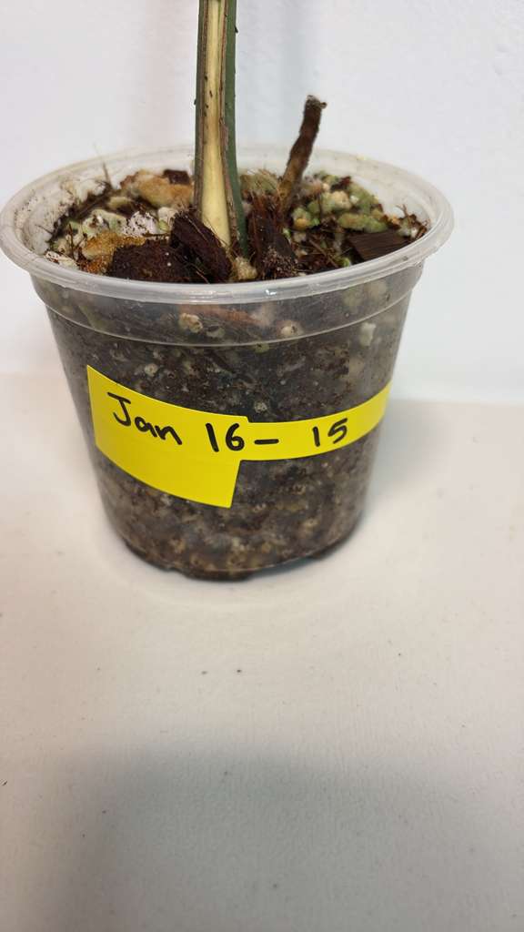 Variegated Monstera Albo EXACT Plant - Rare White Albo Baby Leaf Plant - US Seller