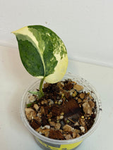 Variegated Scindapsus Pictus 'Jade Satin' Plant in a Nursery Pot - Rare Collector Plant - Exact SAME Plant - US Seller