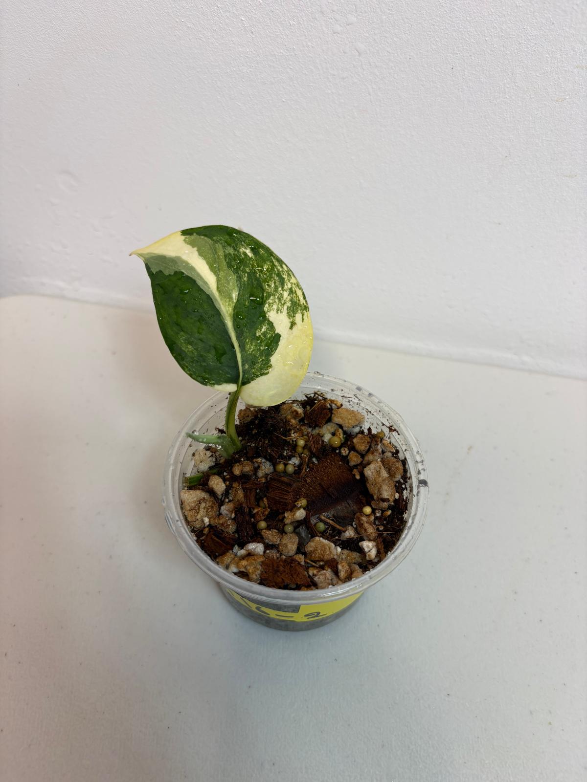 Variegated Scindapsus Pictus 'Jade Satin' Plant in a Nursery Pot - Rare Collector Plant - Exact SAME Plant - US Seller