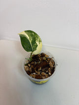 Variegated Scindapsus Pictus 'Jade Satin' Plant in a Nursery Pot - Rare Collector Plant - Exact SAME Plant - US Seller