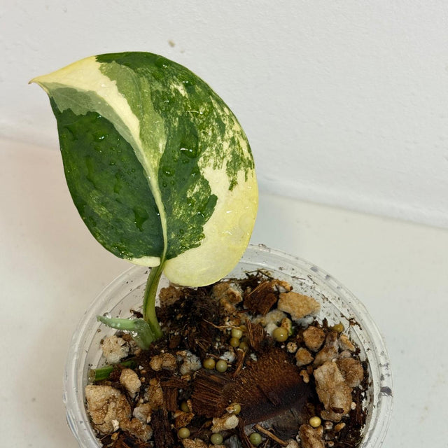  Variegated Scindapsus 