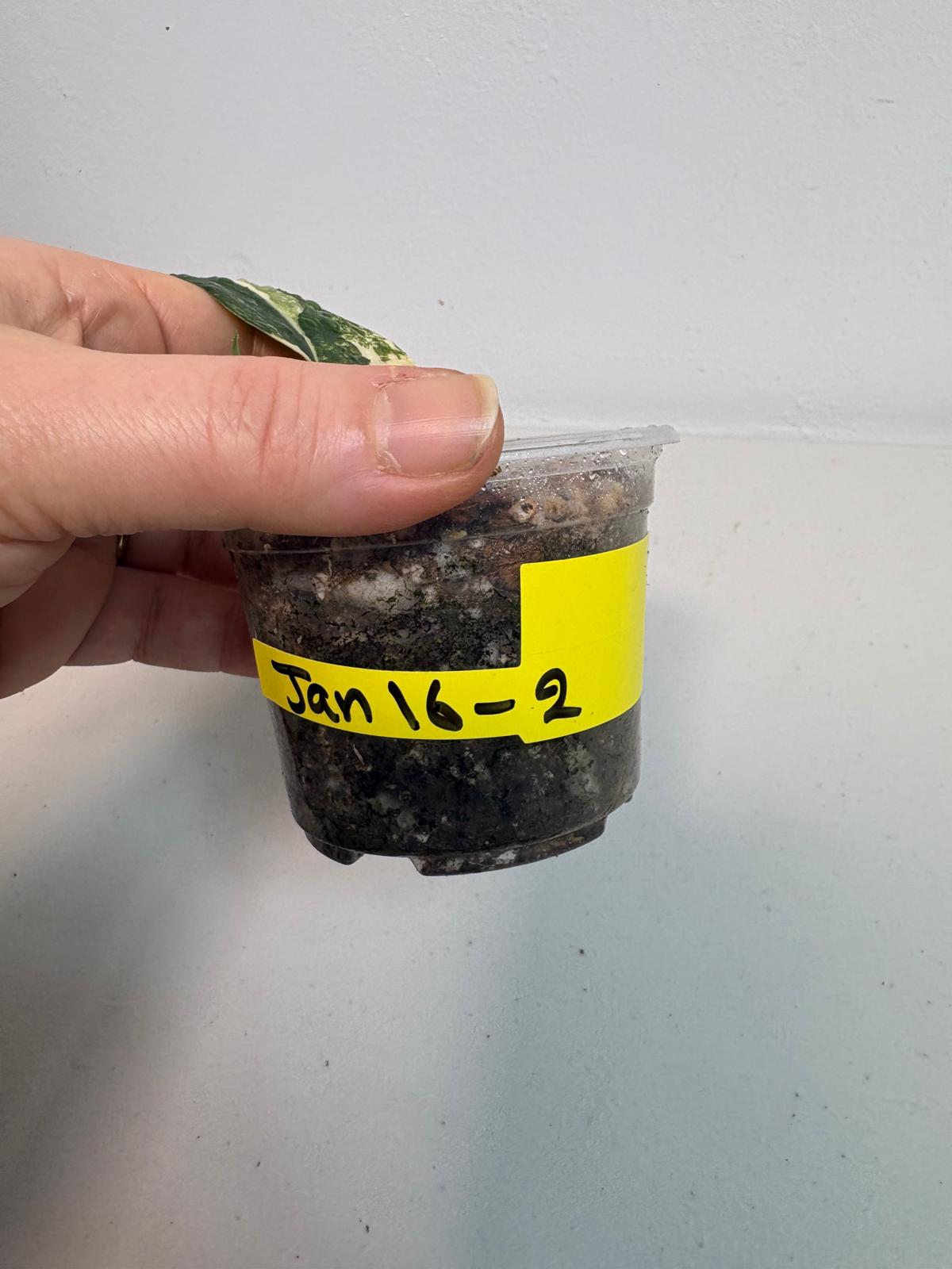 Variegated Scindapsus Pictus 'Jade Satin' Plant in a Nursery Pot - Rare Collector Plant - Exact SAME Plant - US Seller