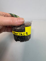 Variegated Scindapsus Pictus 'Jade Satin' Plant in a Nursery Pot - Rare Collector Plant - Exact SAME Plant - US Seller