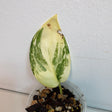 variegated rare plant