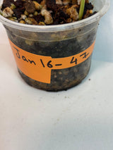 Variegated Scindapsus Pictus 'Jade Satin' Plant in a Nursery Pot - Rare Collector Plant - SAME Plant - US Seller