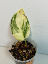  Variegated Scindapsus 