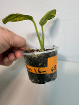 Variegated Scindapsus Pictus 'Jade Satin' Plant in a Nursery Pot - Rare Collector Plant - SAME Plant - US Seller