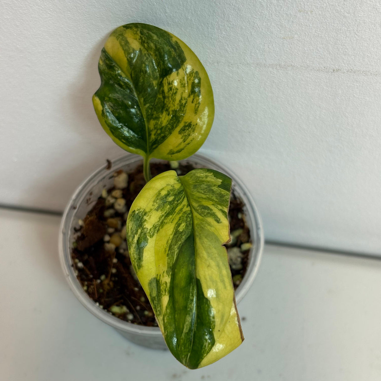 Variegated Scindapsus