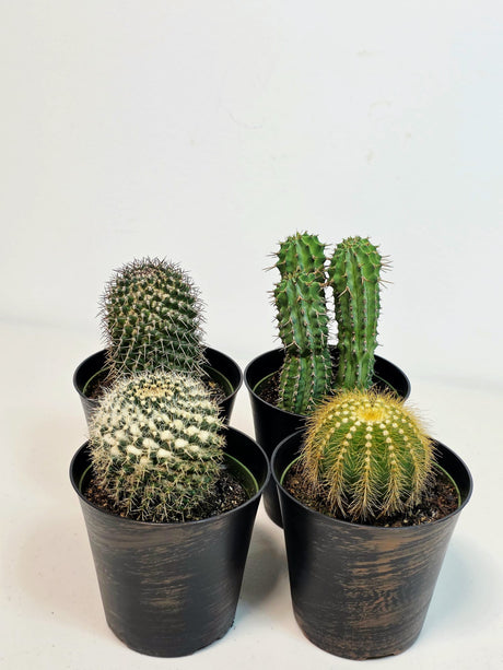 Assorted Live Cactus Plants Set in 4" Decorative Pot - Easy Care Indoor & Outdoor Cacti - Mixed Cactus Collection - Succulent Gift Set
