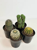 Assorted Live Cactus Plants Set in 4" Decorative Pot - Easy Care Indoor & Outdoor Cacti - Mixed Cactus Collection - Succulent Gift Set