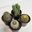 succulent
