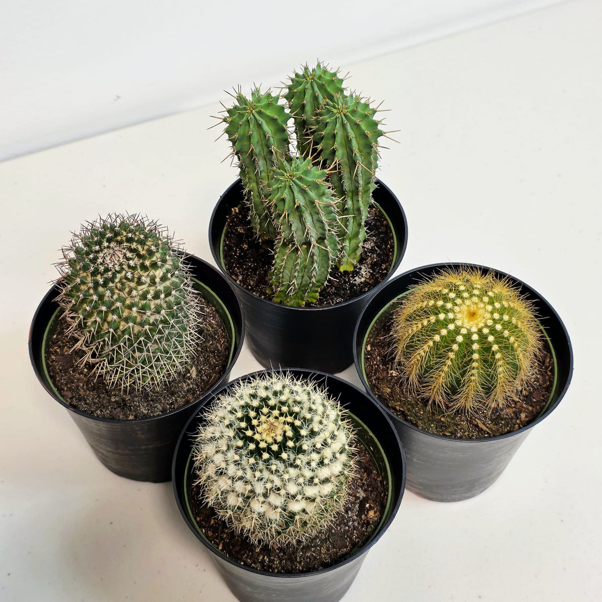 Assorted Live Cactus Plants Set in 4" Decorative Pot - Easy Care Indoor & Outdoor Cacti - Mixed Cactus Collection - Succulent Gift Set