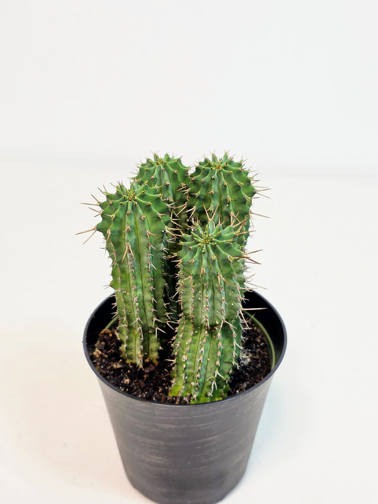 Assorted Live Cactus Plants Set in 4" Decorative Pot - Easy Care Indoor & Outdoor Cacti - Mixed Cactus Collection - Succulent Gift Set