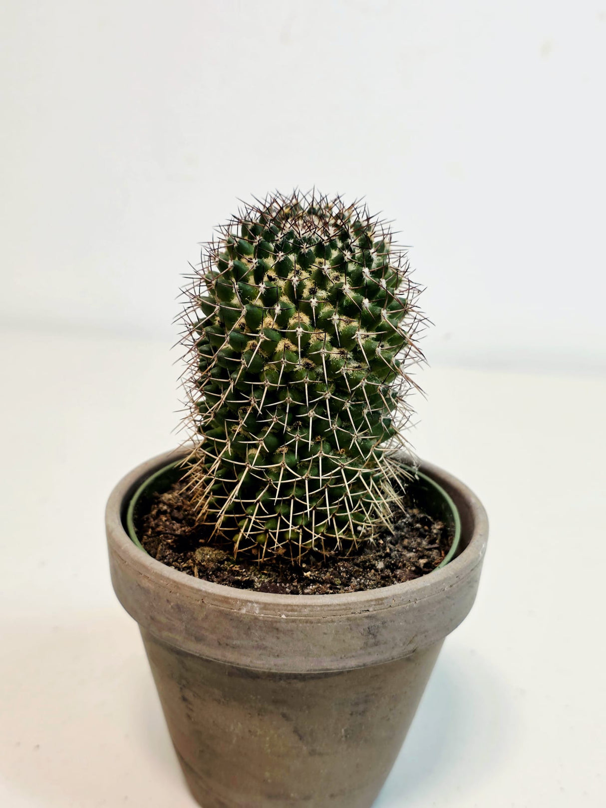 Assorted Live Cactus Plants Set in 4" Decorative Pot - Easy Care Indoor & Outdoor Cacti - Mixed Cactus Collection - Succulent Gift Set