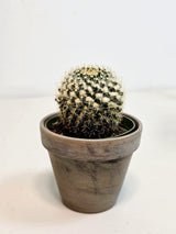 Assorted Live Cactus Plants Set in 4" Decorative Pot - Easy Care Indoor & Outdoor Cacti - Mixed Cactus Collection - Succulent Gift Set