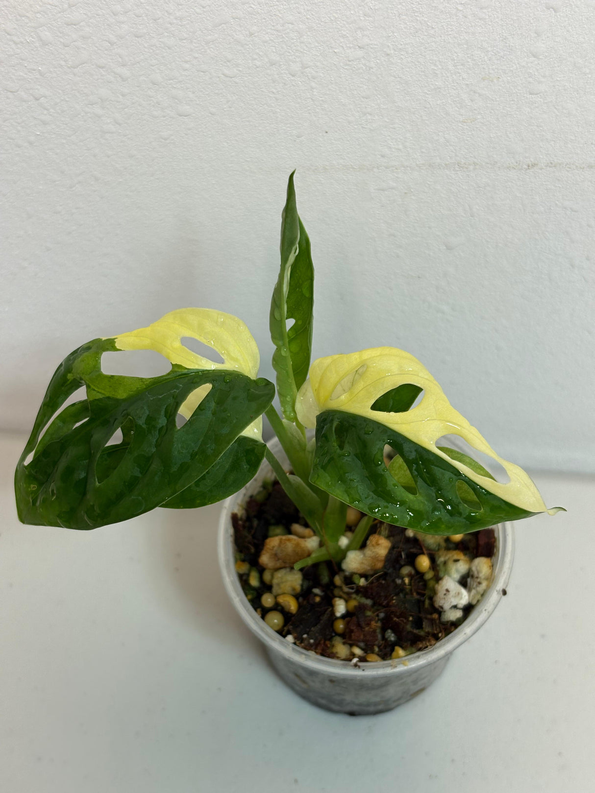variegated adansonii
