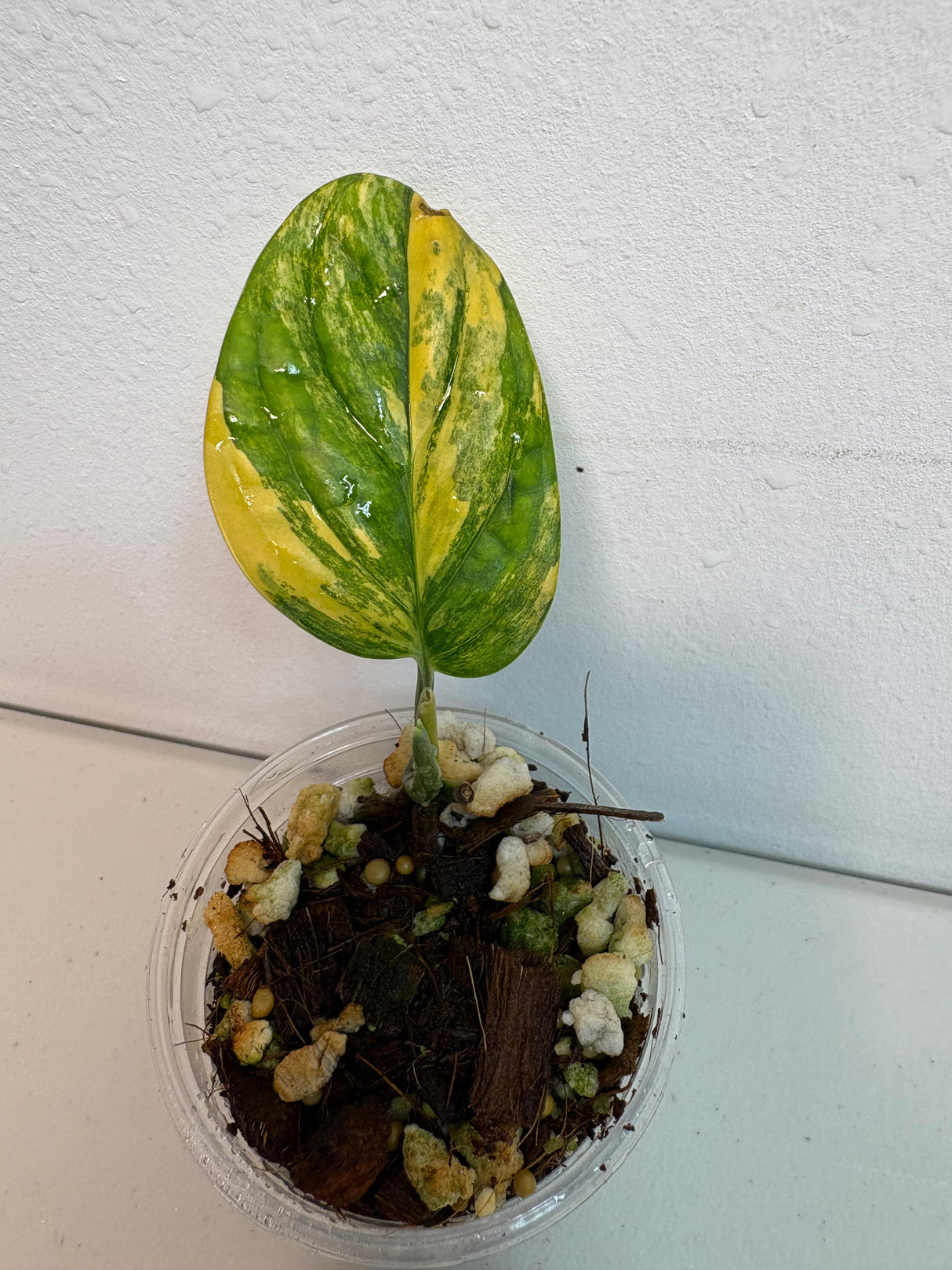 Variegated Monstera Peru in a Nursery Pot | Live Rare Houseplants | Air Purifying Plant | Monstera Peru Single Leaf Plant - US Seller