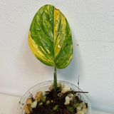 Variegated Monstera Peru in a Nursery Pot | Live Rare Houseplants | Air Purifying Plant | Monstera Peru Single Leaf Plant - US Seller