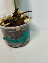 Variegated Monstera Peru in a Nursery Pot | Live Rare Houseplants | Air Purifying Plant | Monstera Peru Single Leaf Plant - US Seller