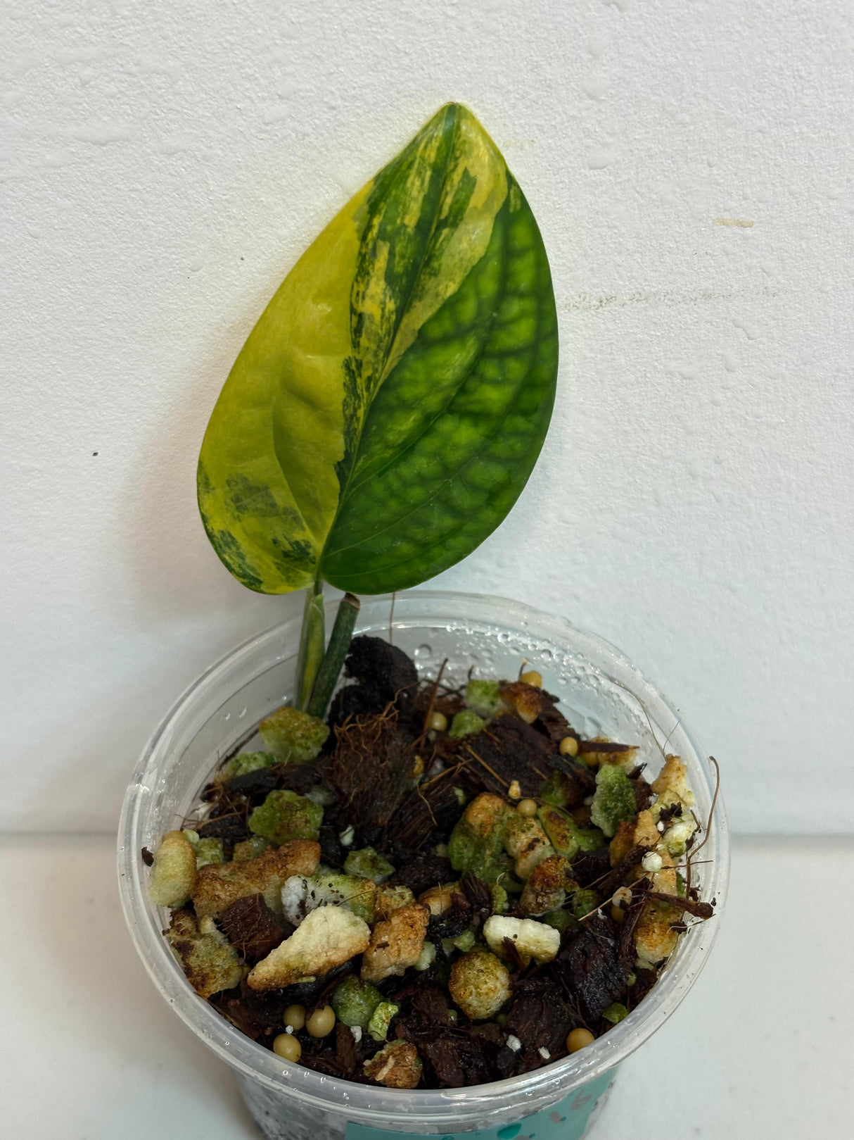 Variegated Monstera Peru in a Nursery Pot | Live Rare Houseplants | Air Purifying Plant | Monstera Peru Single Leaf Plant - US Seller