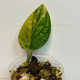 Variegated Monstera Peru in a Nursery Pot | Live Rare Houseplants | Air Purifying Plant | Monstera Peru Single Leaf Plant - US Seller