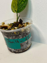 Variegated Monstera Peru in a Nursery Pot | Live Rare Houseplants | Air Purifying Plant | Monstera Peru Single Leaf Plant - US Seller