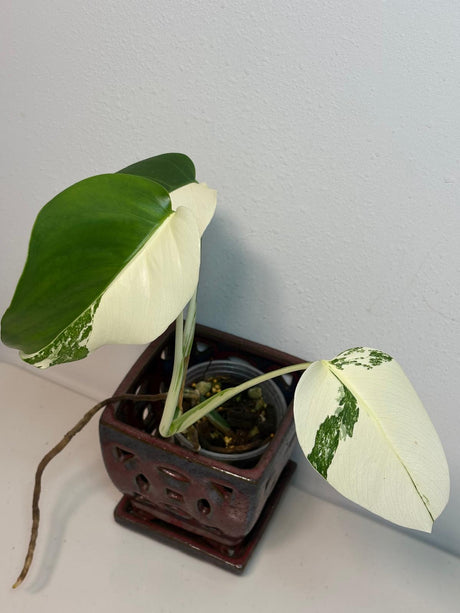 Rare Monstera Albo Variegated