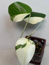 White Monstera Albo Borsigiana Plant