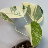 Monstera Albo Baby Leaf Plant