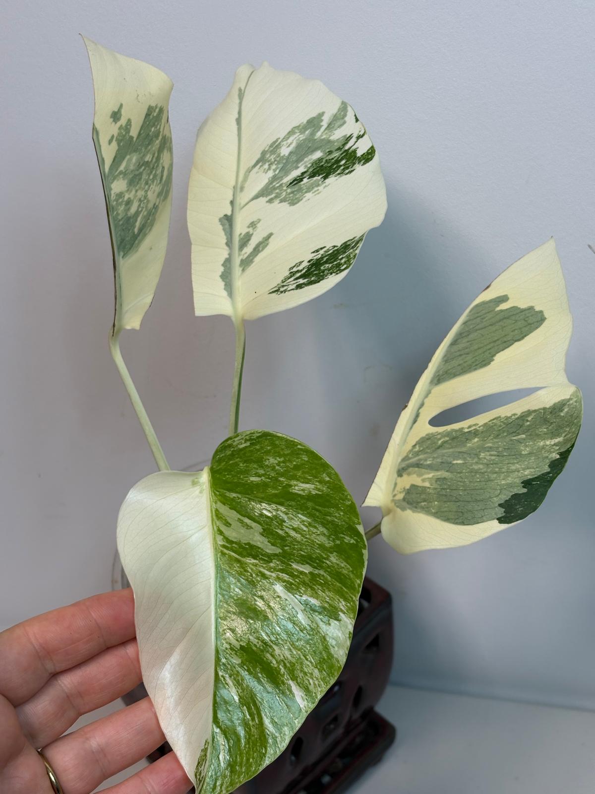 rare plants for sale