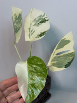 rare plants for sale