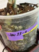 albo white tiger, potted plant