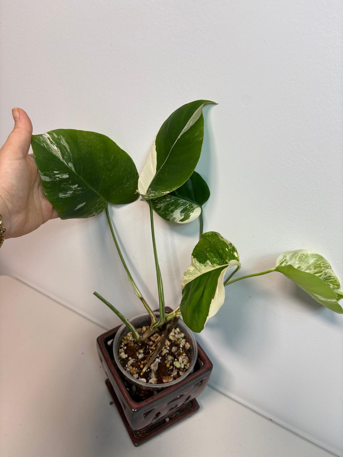 Rare Monstera Albo Variegated