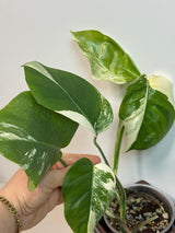 Rare Monstera Albo Variegated