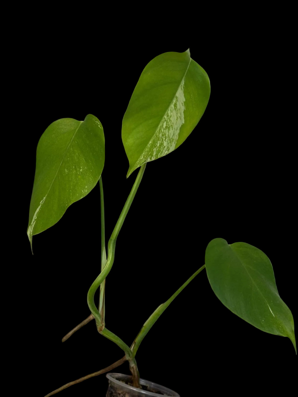 rare plants for sale, indoor plant