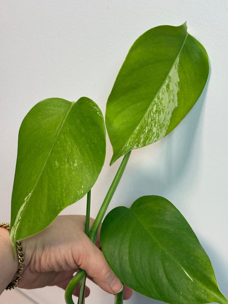 Monstera Albo Plant, Gift Plant
